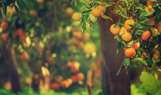 家里种什么果树好 家里种什么果树好看