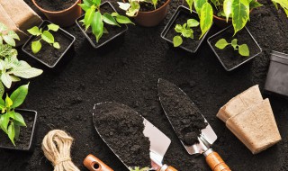 家里适合养什么盆栽（春天家里适合养什么盆栽）