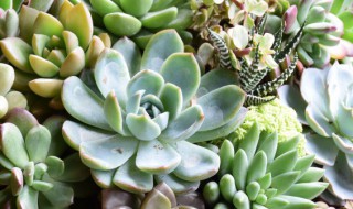 家庭养什么花最好（家庭养什么花最好能吸引财富家庭健康）