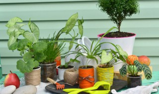 龟背竹繁殖有哪些方式（龟背竹怎么繁殖?）