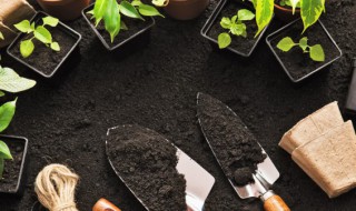 蝴蝶之舞锦扦插繁殖方法 紫蝴蝶怎样扦插