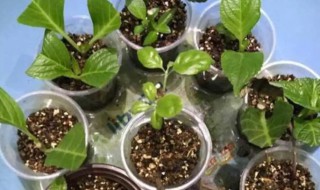 长筒花扦插繁殖方法(花卉扦插繁殖)