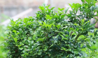 米兰的室内养殖方法和注意事项（米兰的养殖方法和注意事项有哪些）