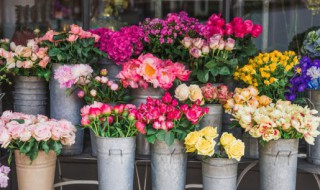 月季养护 月季养护要点