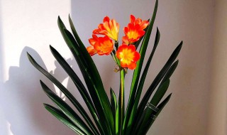 君子兰养护（君子兰养护管理）