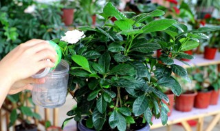 栀子花养殖 栀子花养殖环境