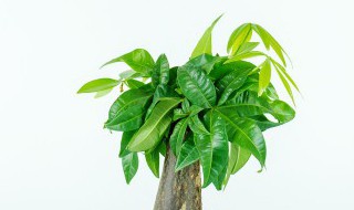 发财树养殖 发财树养殖环境