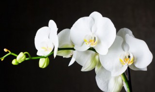 兰花养护（兰花养护常识）