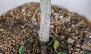 栀子花的养护(栀子花的养护与管理)