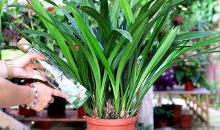 兰花的养殖（兰花的养殖需要阳光吗）