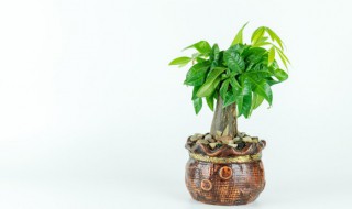 发财树的养护（发财树的养护知识）