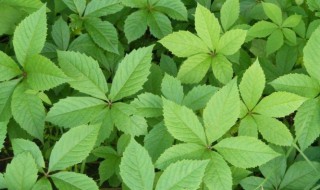 什么植物的一片叶子有八个角（一片叶子九个角的植物）