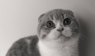 猫咪喜欢喝什么水 猫咪喜欢喝什么水最好