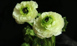 芹菜牡丹繁殖方法有哪些 芹牡丹花怎么栽