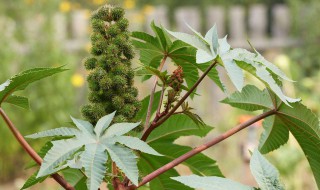 有毒的植物有哪些 常见有毒的植物有哪些