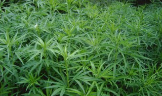 生长在水里可以吃的植物是什么（长在水里能吃的植物有哪些）