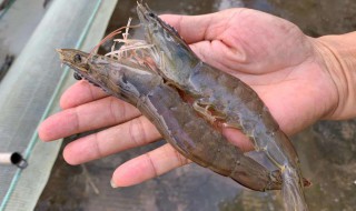 对虾养殖技术（南美白对虾养殖技术）