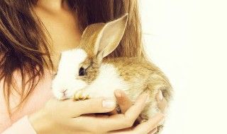 兔子怕冷吗冬天怎么喂养兔子啊 兔子怕冷吗冬天怎么办