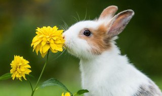 新手养兔子有哪些需要注意的事项（新手养兔子需要注意些什么）