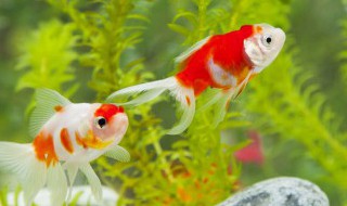 冬天养鱼要注意哪些点 冬天养鱼怎么养