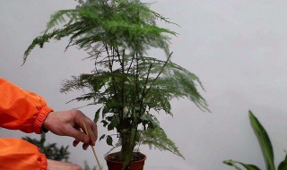 文竹的简易扦插繁殖方法 文竹如何扦插