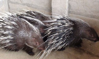 豪猪养殖 豪猪养殖50只成本利润