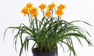 萱草的养殖方法和注意事项 萱草花的养殖方法和注意事项