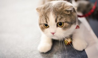 小猫几个月可以吃干猫粮(几个月的小猫能吃干猫粮)