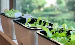 立夏还可以种下山桩吗(夏天可以种下山桩吗)