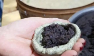 立夏饼是哪里(立夏饼图片)