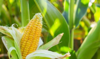 北方过了立夏能种玉米吗 南方立秋后还能种玉米吗