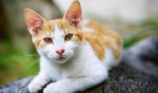 成年猫能吃幼猫粮吗 成年猫能吃幼猫粮么