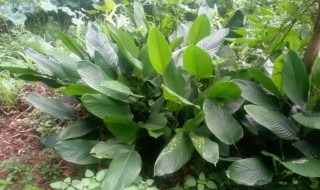 包粽子的叶子是什么植物的叶子 包粽子的叶子是什么植物的叶子北方