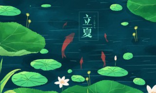 立夏到了怎么种小麦（立夏的小麦）