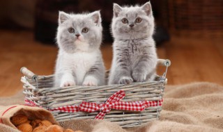 猫除了吃猫粮还可以吃什么东西 猫除了吃猫粮还可以吃什么东西幼猫