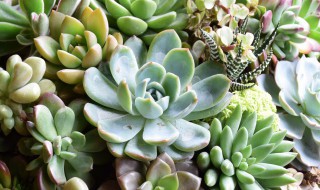 立夏多肉可以直接种吗(立夏多肉怎么养)