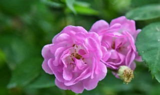 立夏过了可以种什么花(立夏后栽花能活吗)