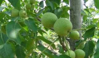 立夏还能种核桃吗 桃核夏天能种吗