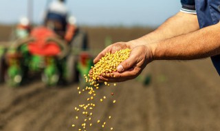 立夏播种什么菜种（夏季播种什么菜）