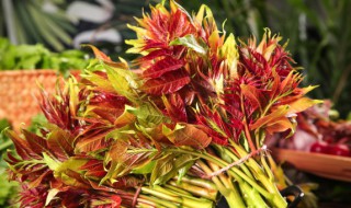 立夏还能种香椿吗（香椿夏天可以移栽吗）