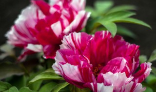 立夏的时候什么花开(立夏前后开的花)