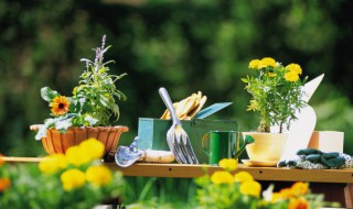 立夏后可以种哪些花 立夏后栽花能活吗