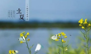 北方立夏能种什么菜 南方立夏种什么菜