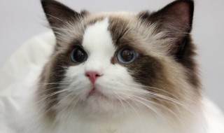 幼猫猫粮吃到几个月(猫咪幼粮吃到几个月)