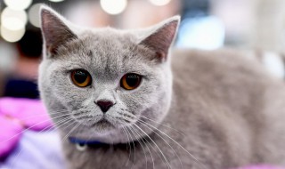 猫咪只吃罐头不吃猫粮怎么办 猫咪不吃猫粮吃罐头怎么回事