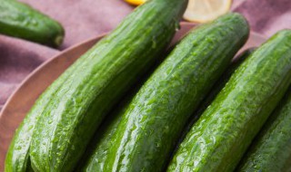 立夏节气能种什么菜（立冬节气种什么菜）