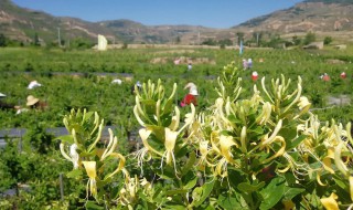 金银花立夏还能种植吗 金银花夏季可以种植吗