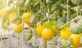 立夏还可以种甜瓜吗(立夏还能种丝瓜吗)