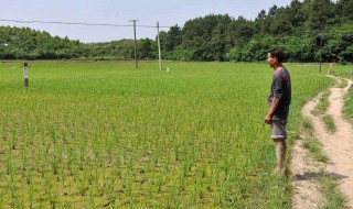 立夏还能种植玉米吗 立春可以种玉米吗?