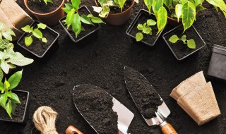 惠州立夏季节种什么菜 立秋季节种什么菜最好